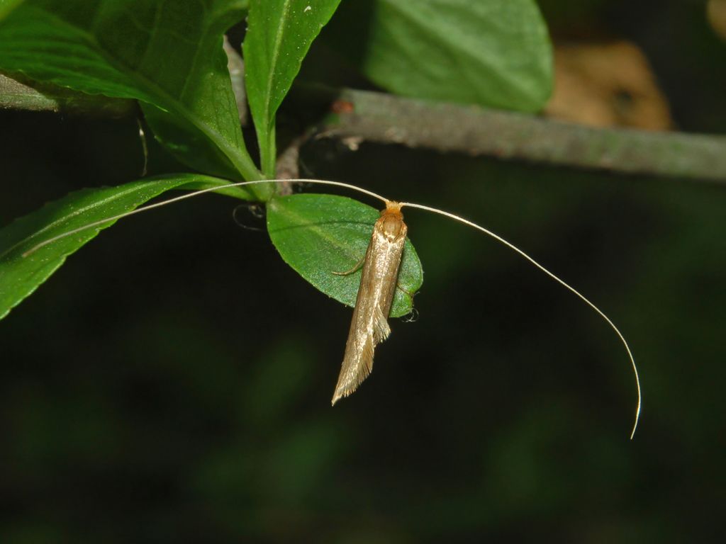 Una falena dorata